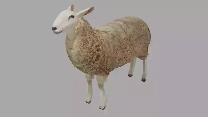 Sheep obj and blend