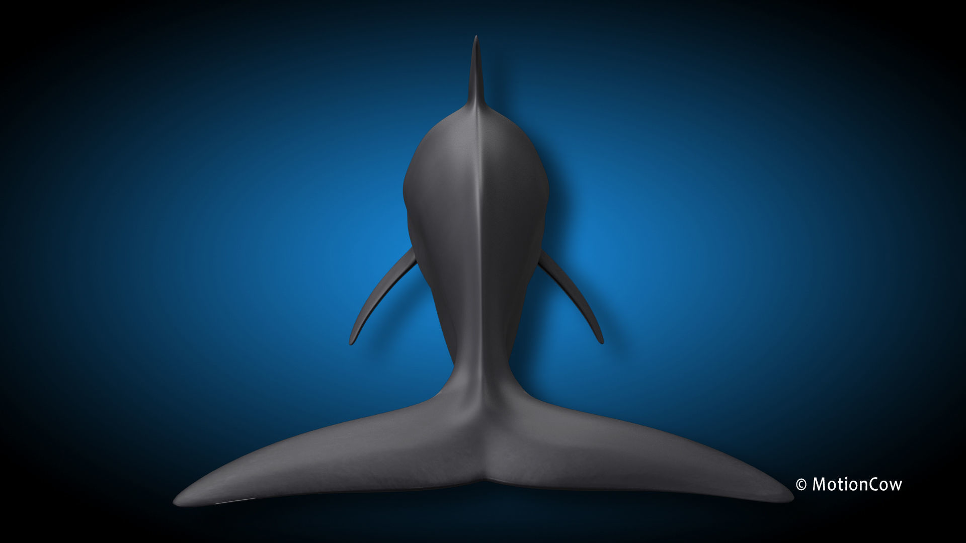 Pilot Whale 3D model_8