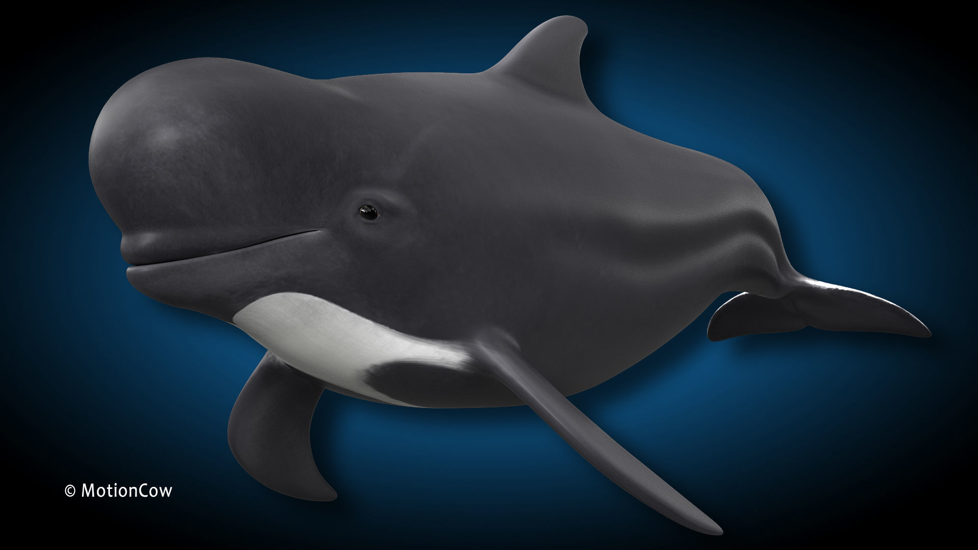 Pilot Whale 3D model_3