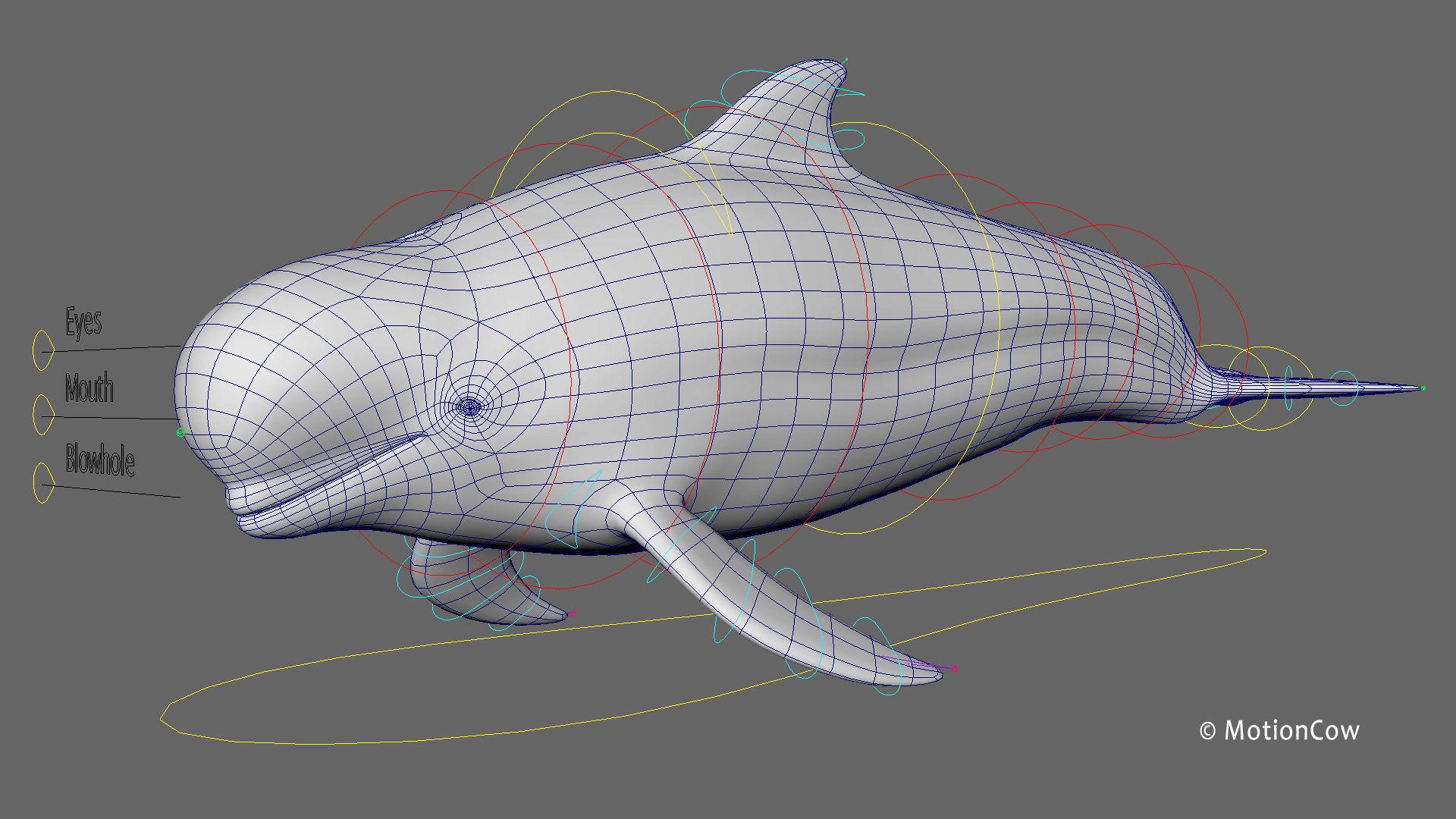 Pilot Whale 3D model_13