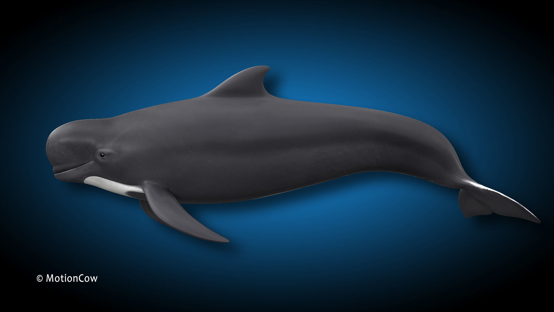 Pilot Whale 3D model_5
