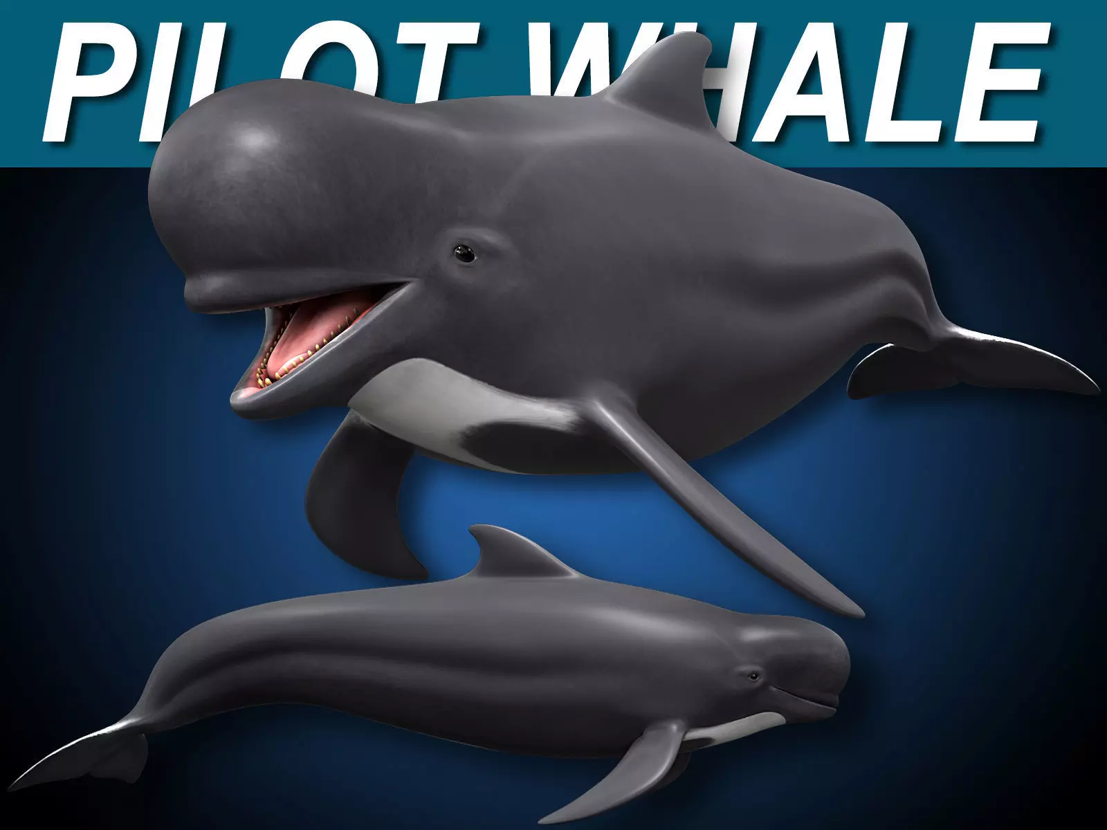 Pilot Whale 3D model_0