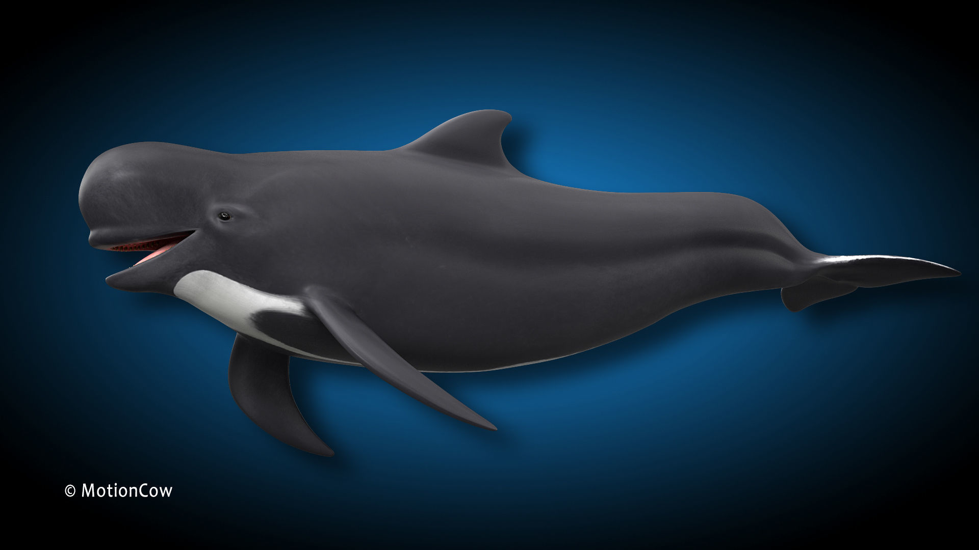 Pilot Whale 3D model_6