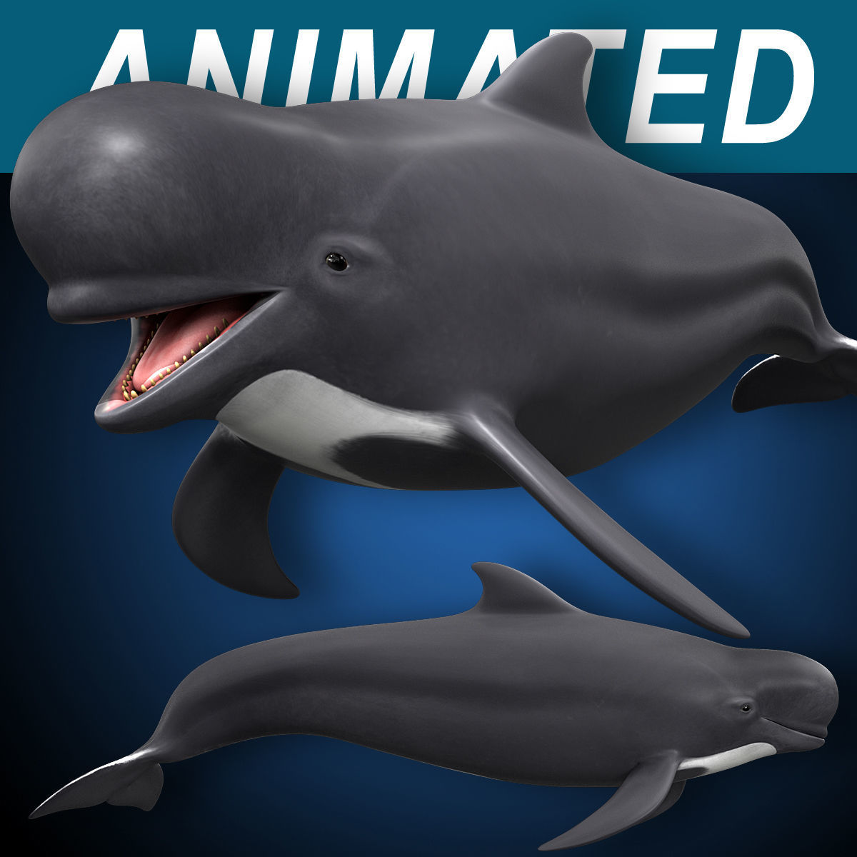 Pilot Whale 3D model_2