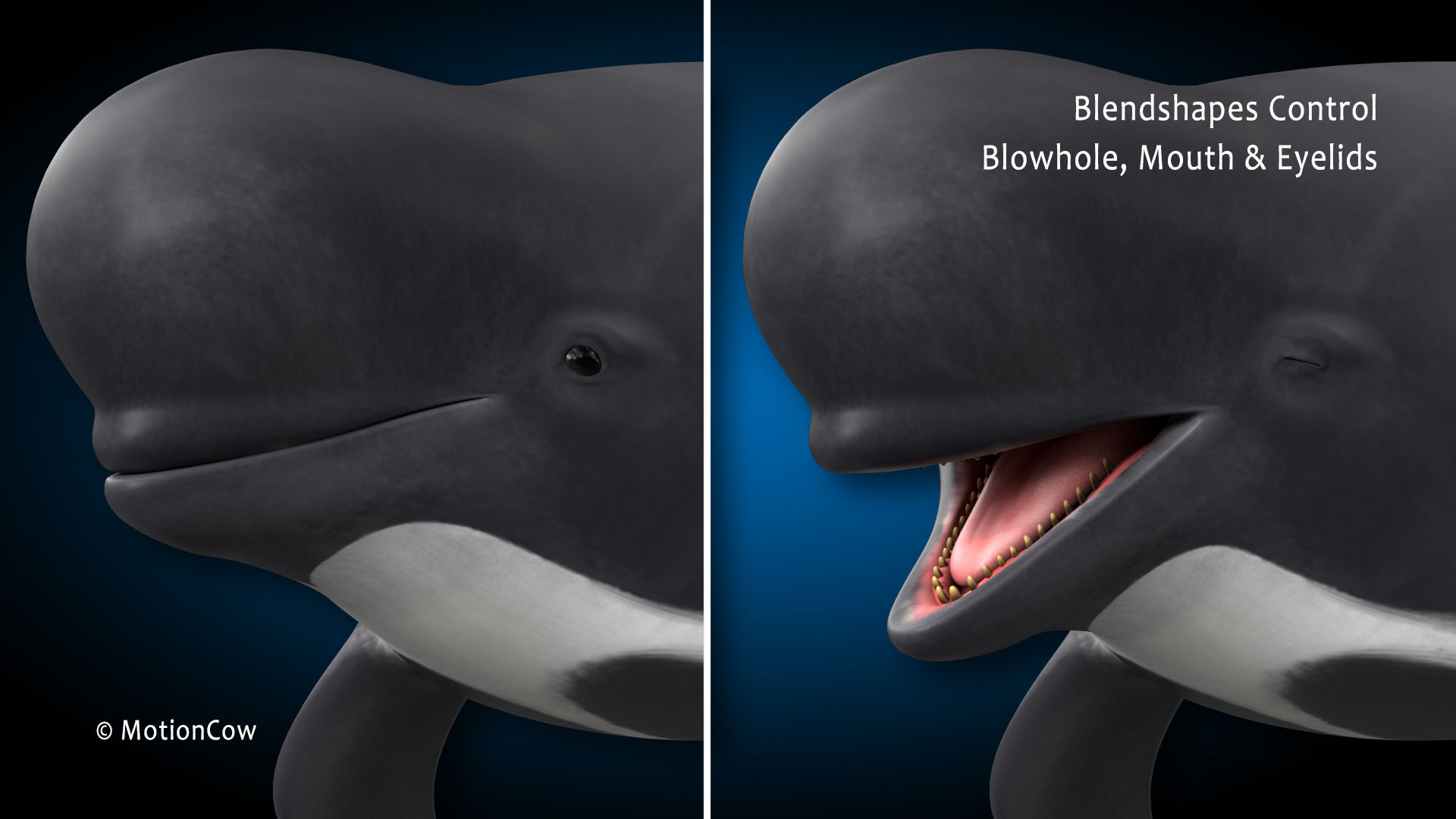 Pilot Whale 3D model_7