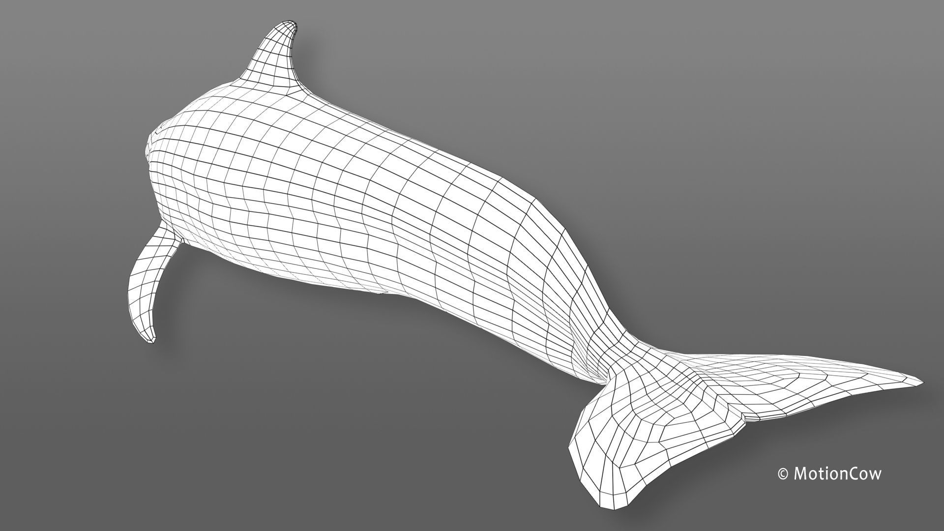 Pilot Whale 3D model_16