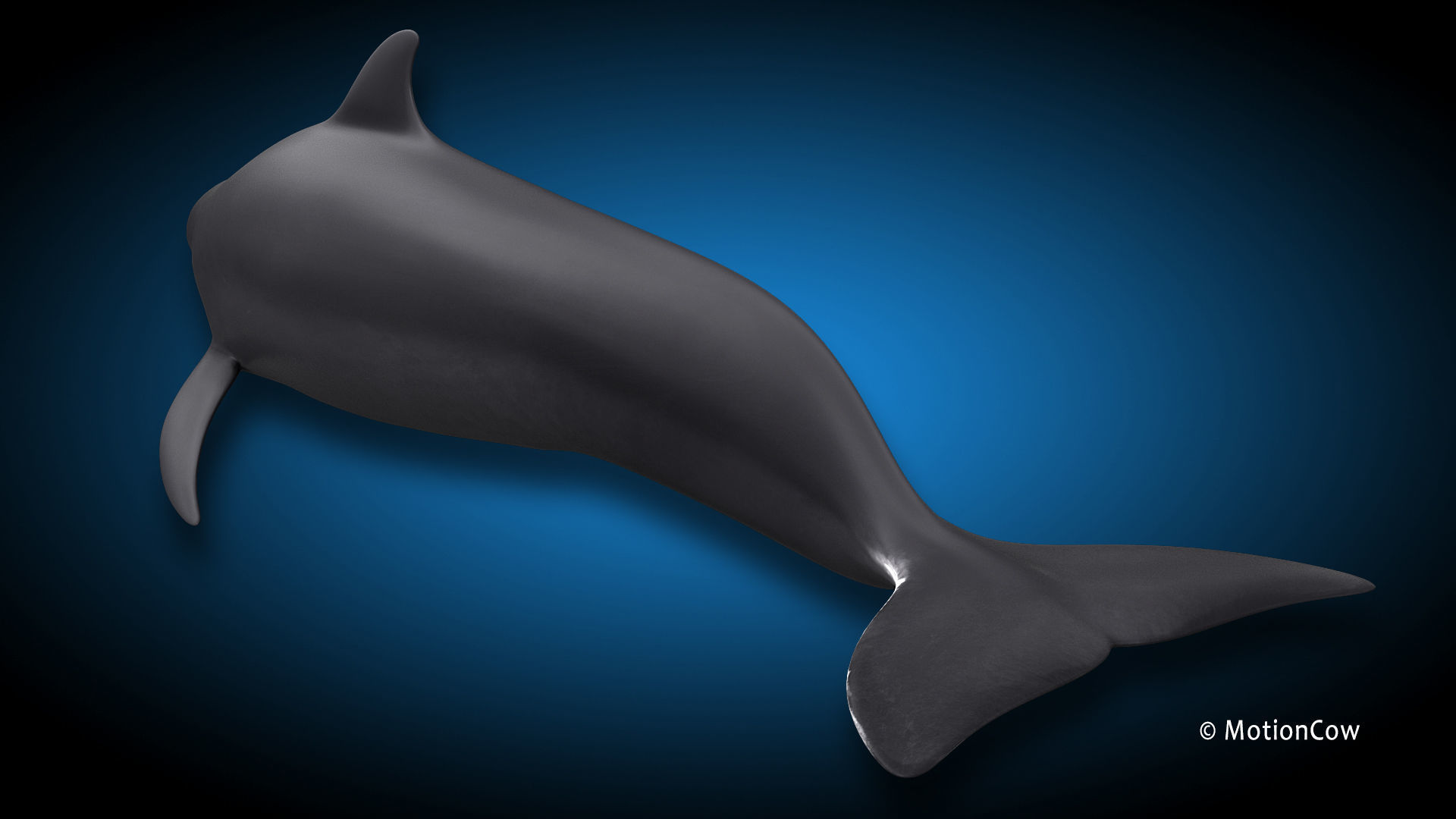 Pilot Whale 3D model_9