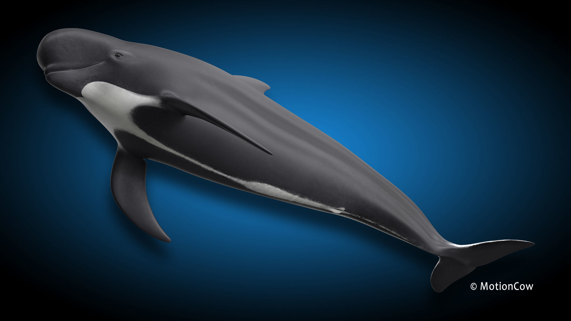 Pilot Whale 3D model_10
