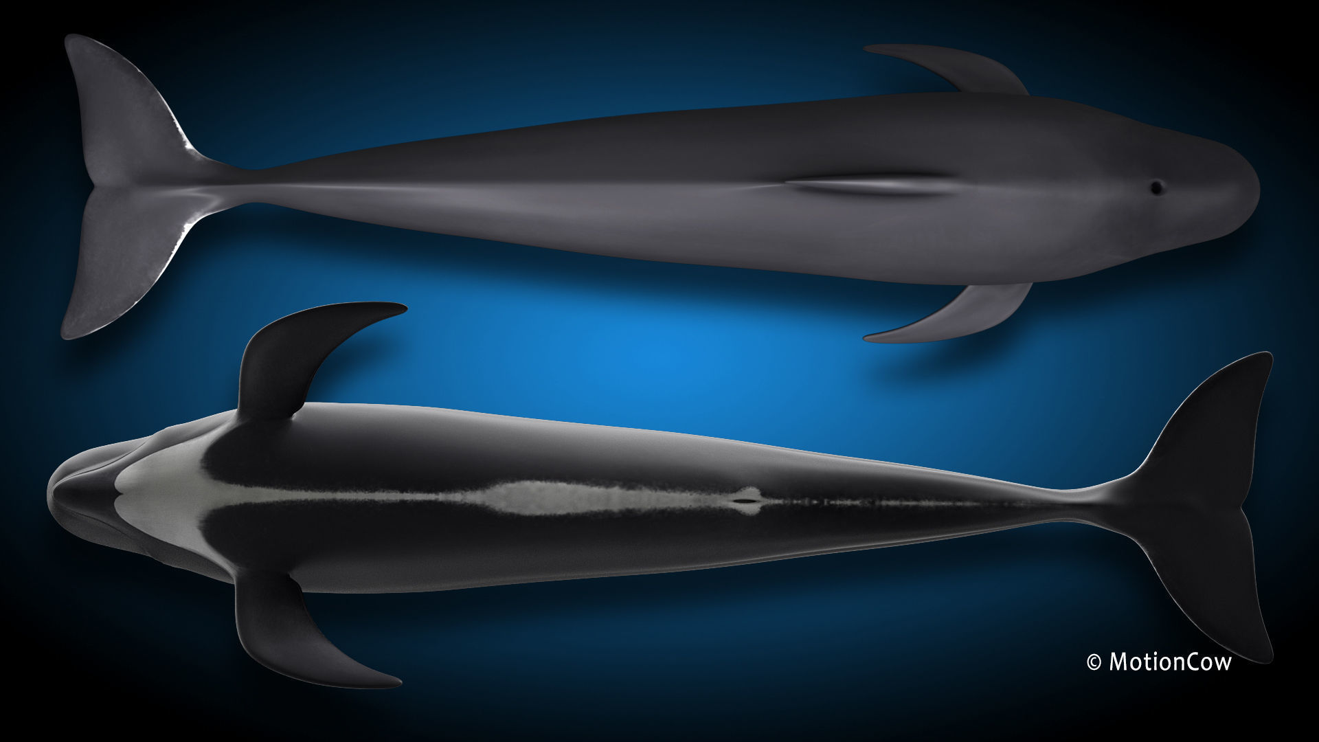 Pilot Whale 3D model_11
