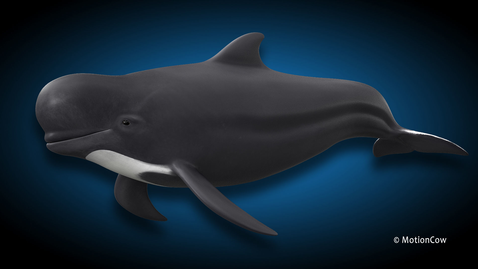 Pilot Whale 3D model_4