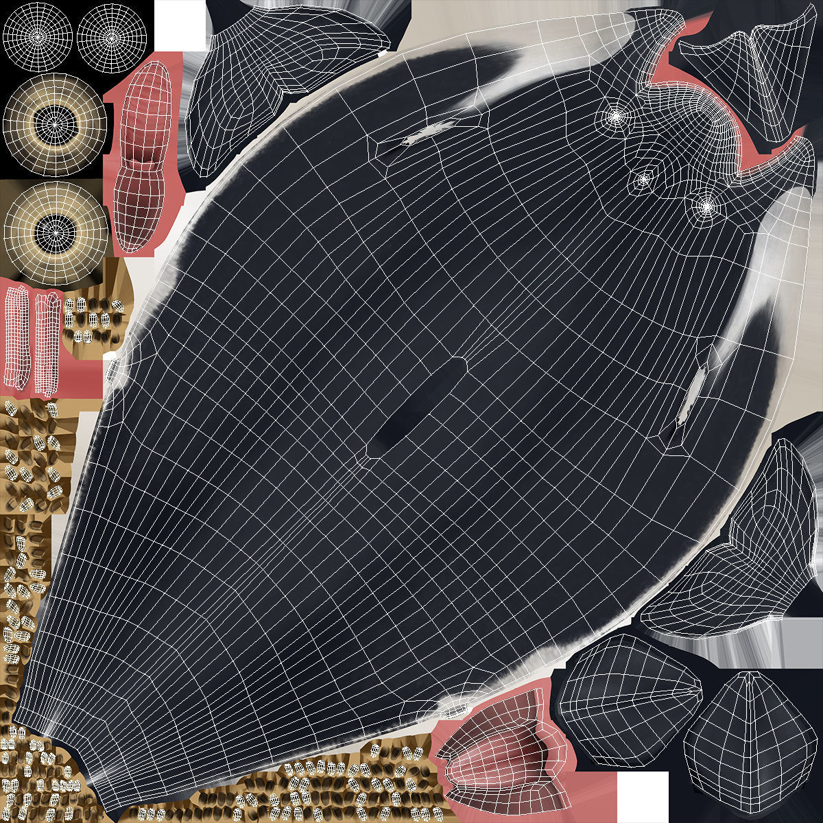 Pilot Whale 3D model_18