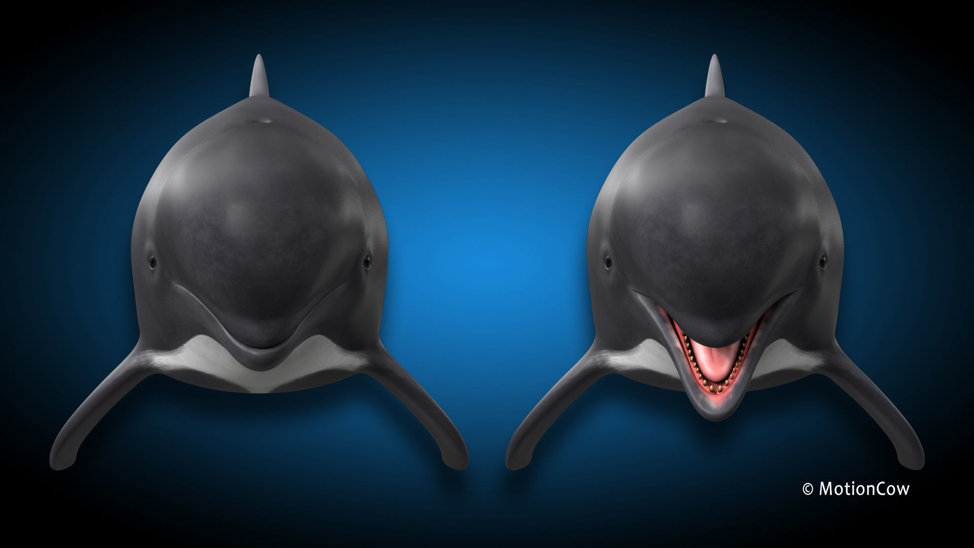 Pilot Whale 3D model_12