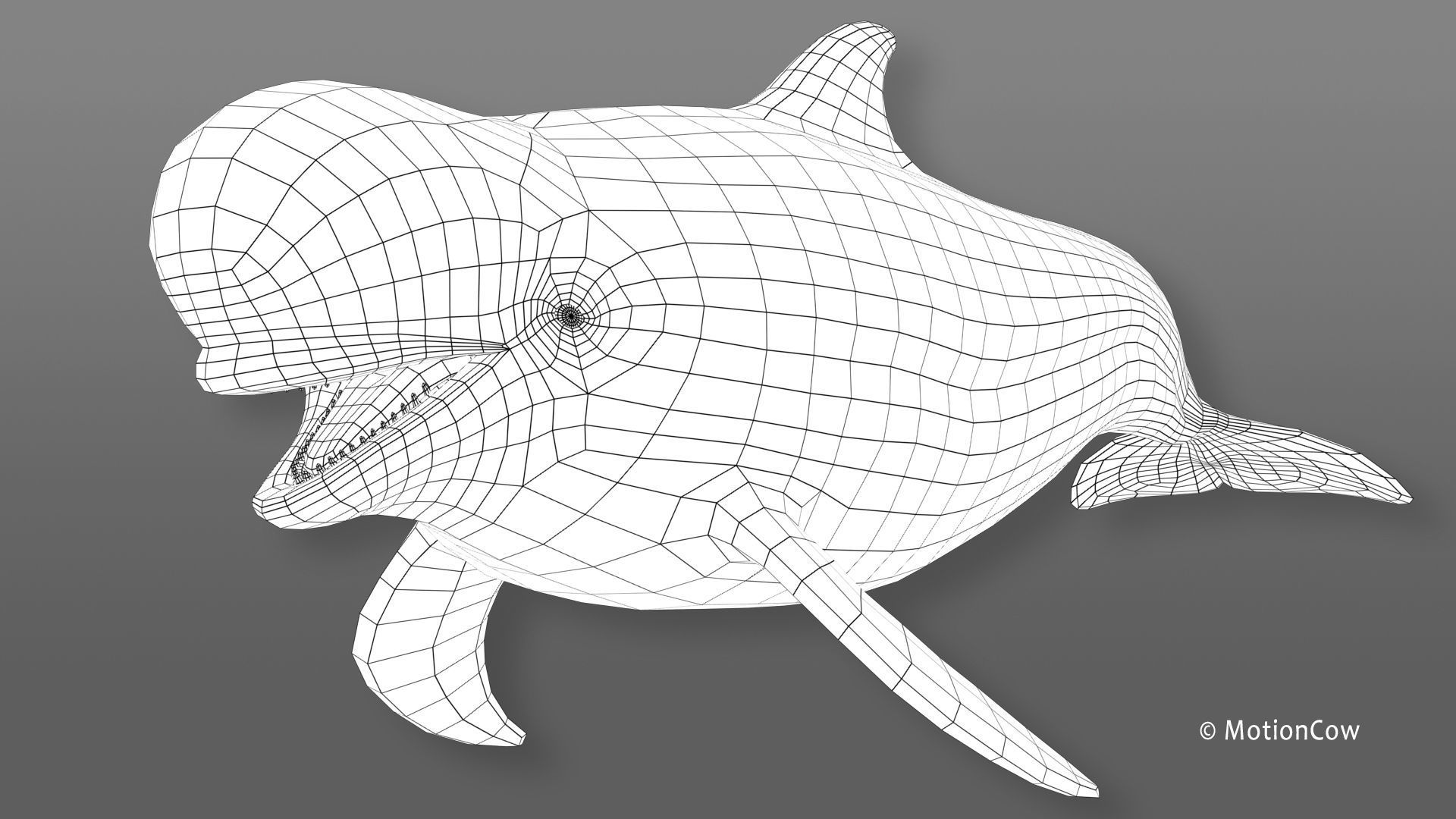Pilot Whale 3D model_14