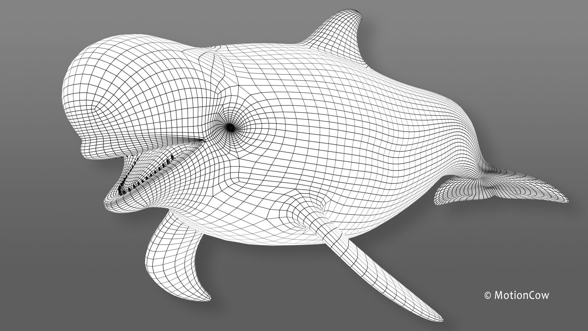 Pilot Whale 3D model_15