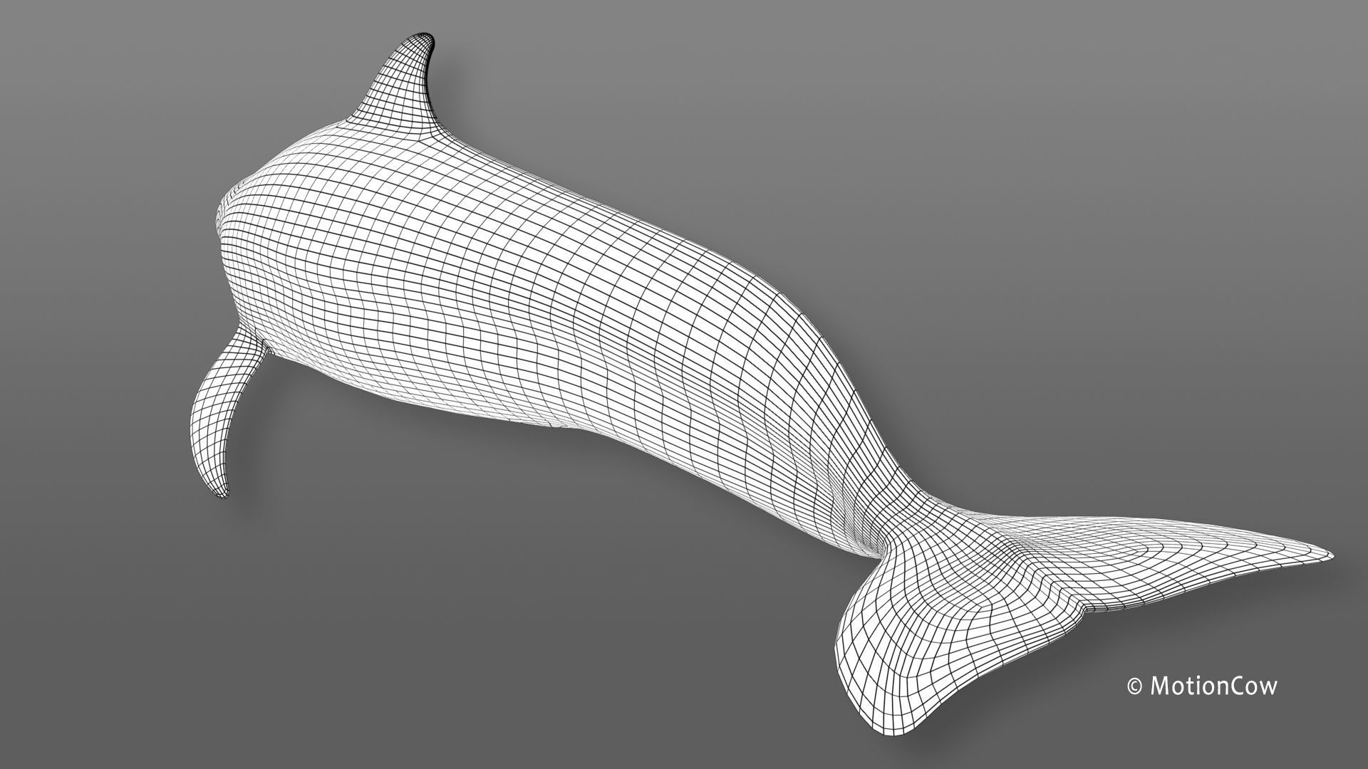 Pilot Whale 3D model_17