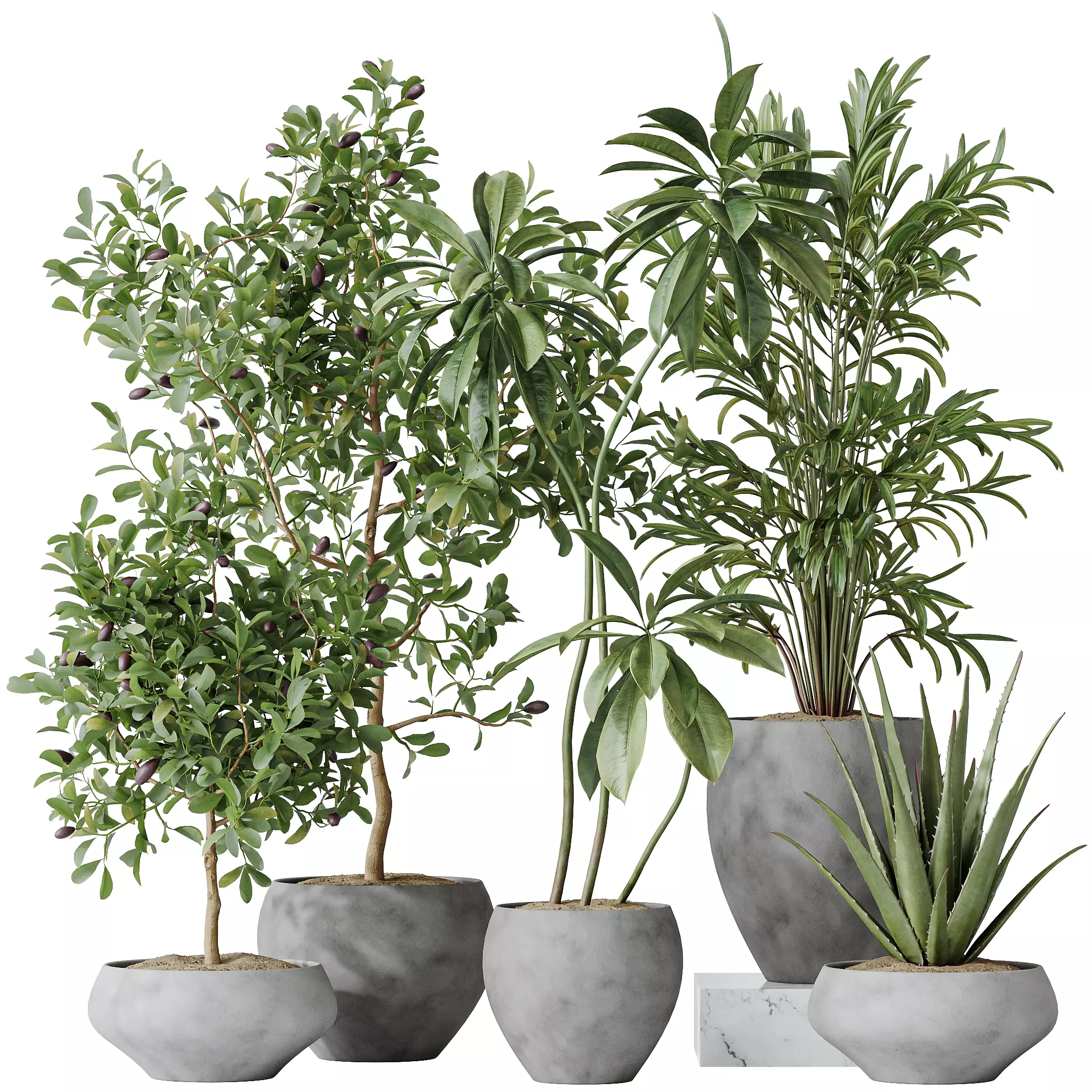 Indoor plants set 112 Aquatica Grand Artificiel and Lutescens 3D model