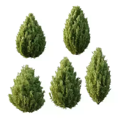 Italian Cypress Tree 31