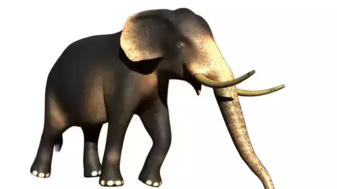 Asia Elephant 3D Realistic 