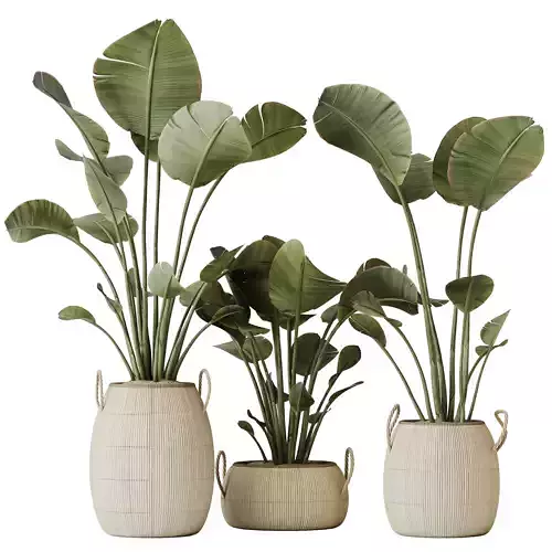 Plants Ravenala Banana Strelitzia Nicolai Bird Of Paradise Set09 3D model