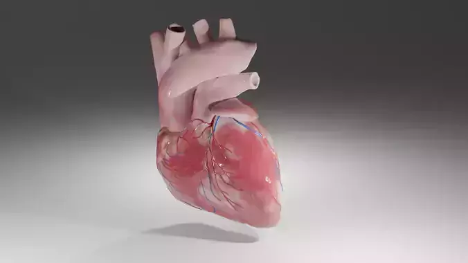 Human Heart Model