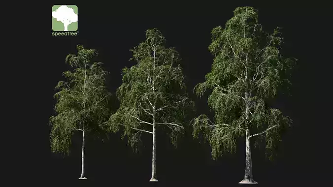 Silver Birch with SpeedTree Generator 
