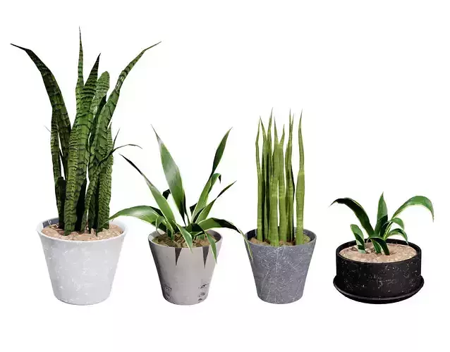 Dracaena Trifasciata 3D Model Low-poly 3D model