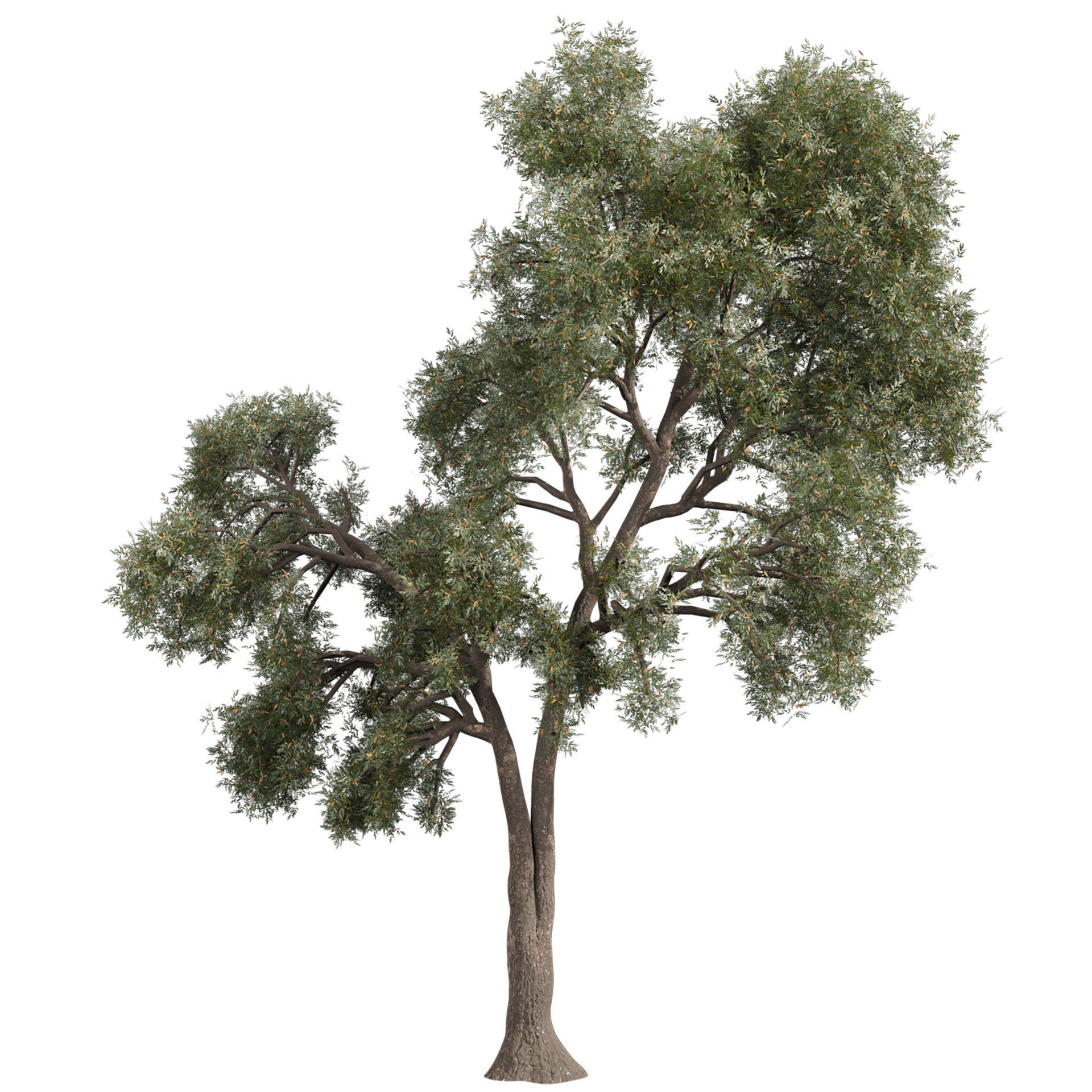 Collection plant vol 575 Eucalyptus - Sideroxylon - tree 3D model_2
