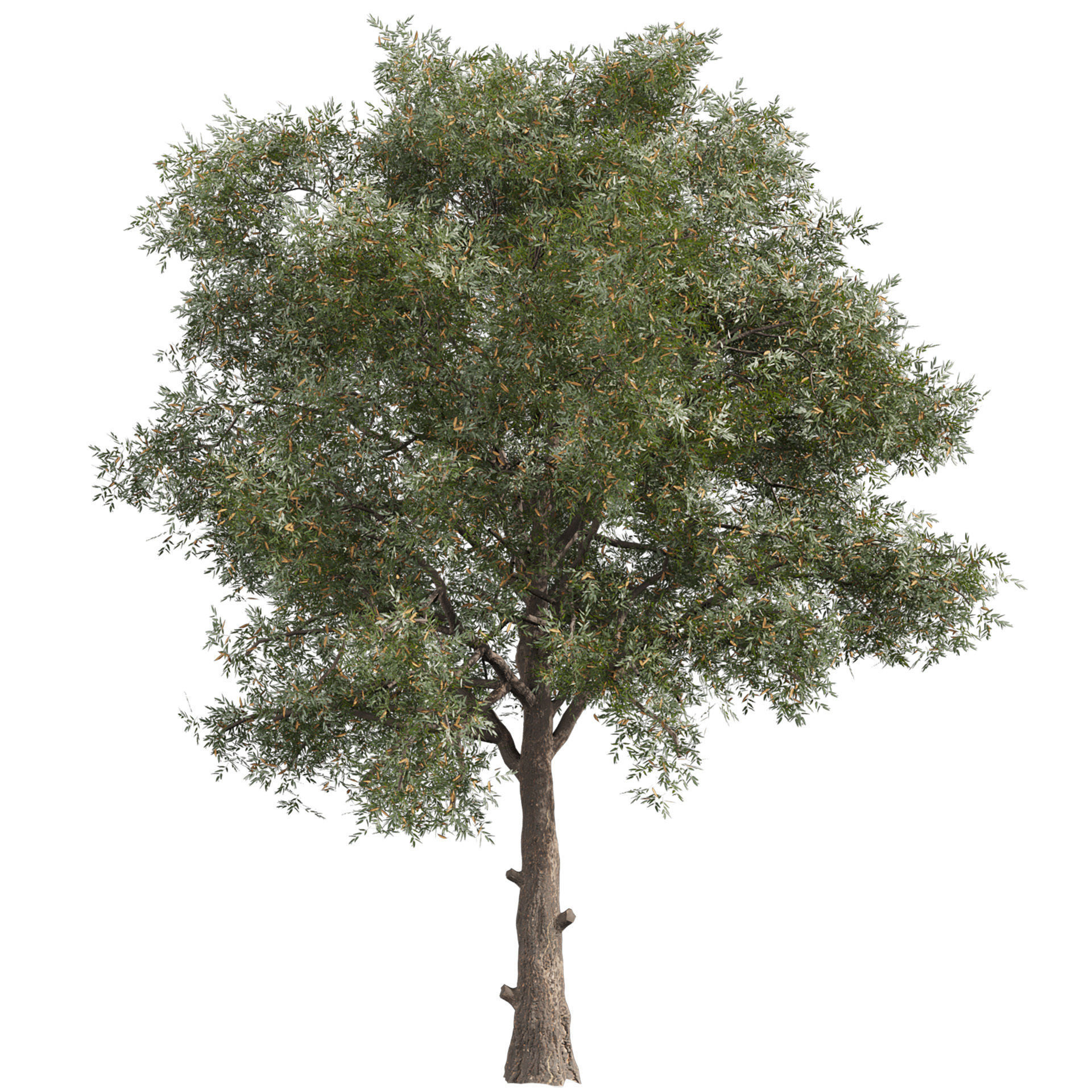 Collection plant vol 575 Eucalyptus - Sideroxylon - tree 3D model_4