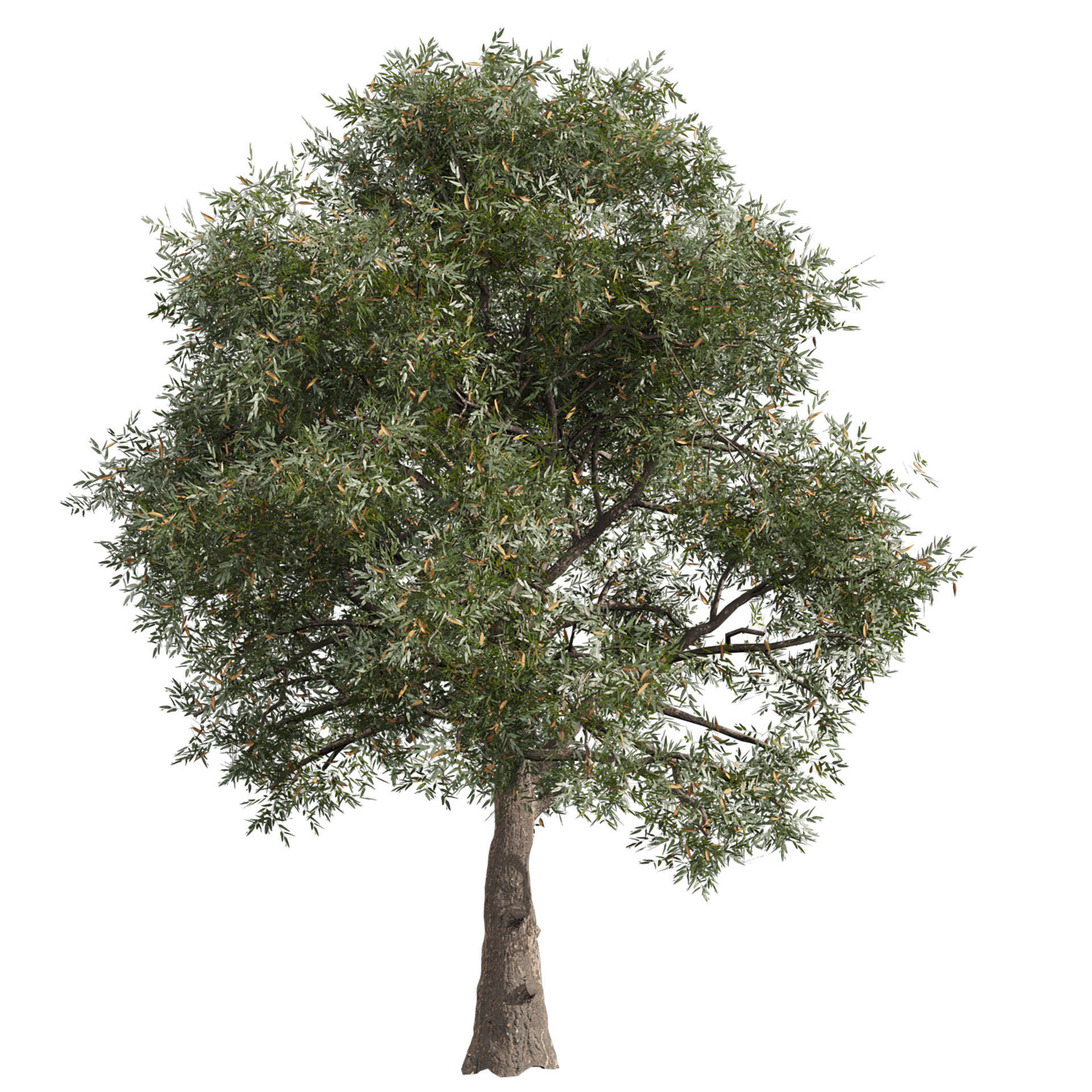 Collection plant vol 575 Eucalyptus - Sideroxylon - tree 3D model_5