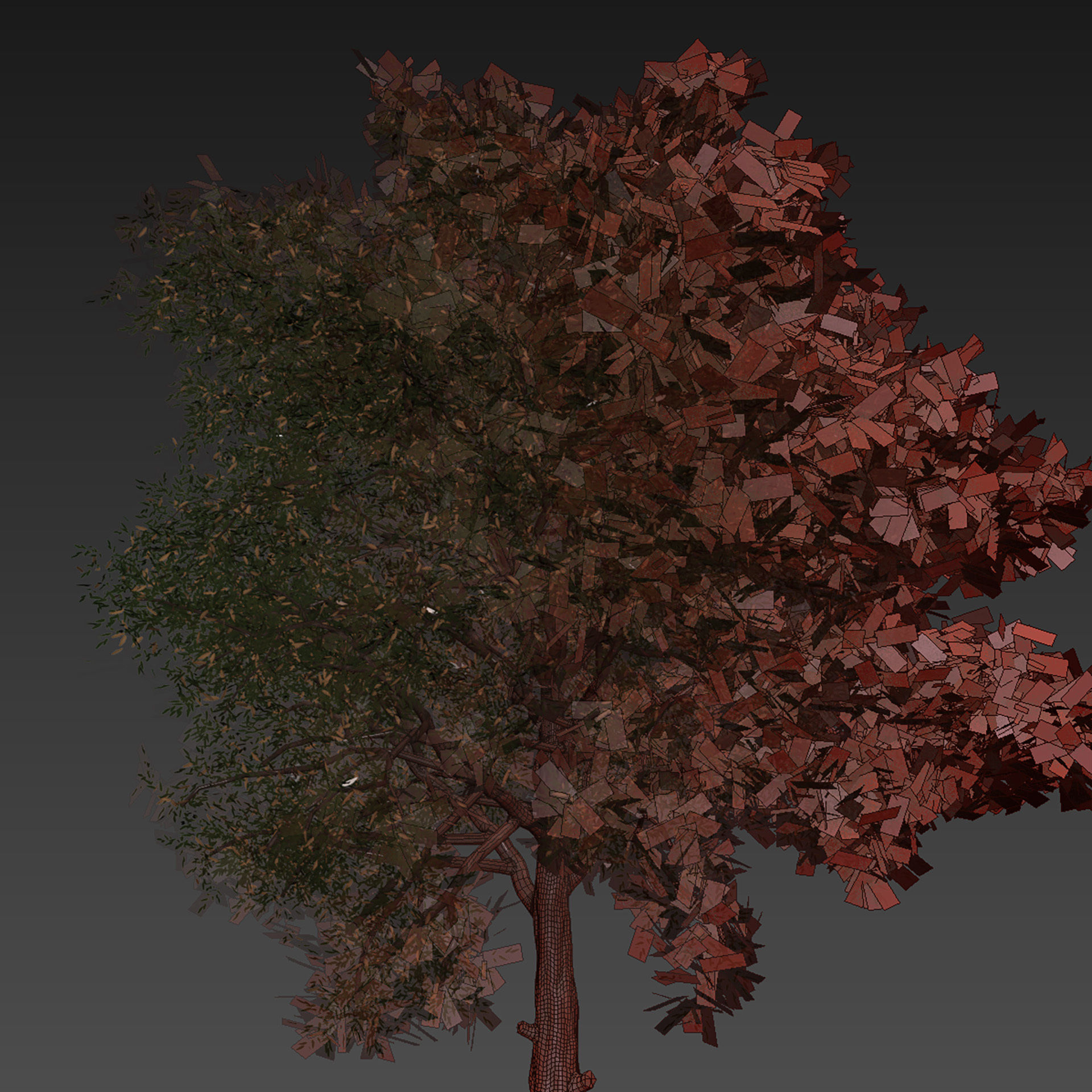 Collection plant vol 575 Eucalyptus - Sideroxylon - tree 3D model_6