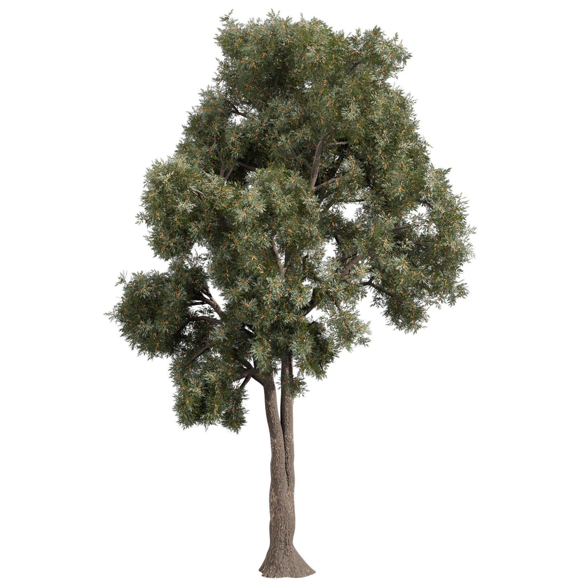 Collection plant vol 575 Eucalyptus - Sideroxylon - tree 3D model_1