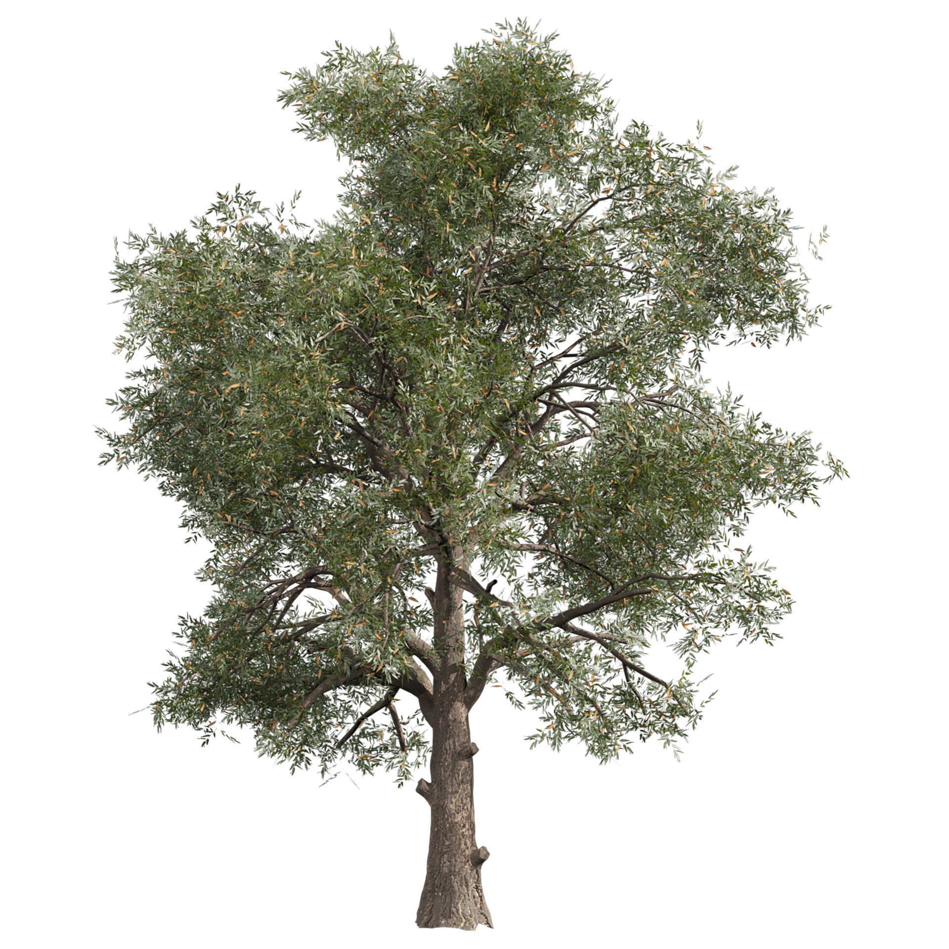 Collection plant vol 575 Eucalyptus - Sideroxylon - tree 3D model_3