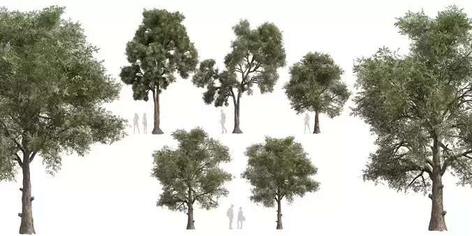 Collection plant vol 575 Eucalyptus - Sideroxylon - tree