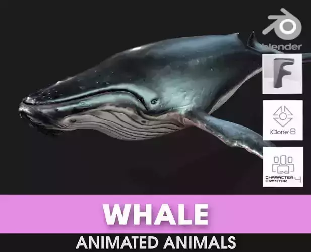 Whale-Animated