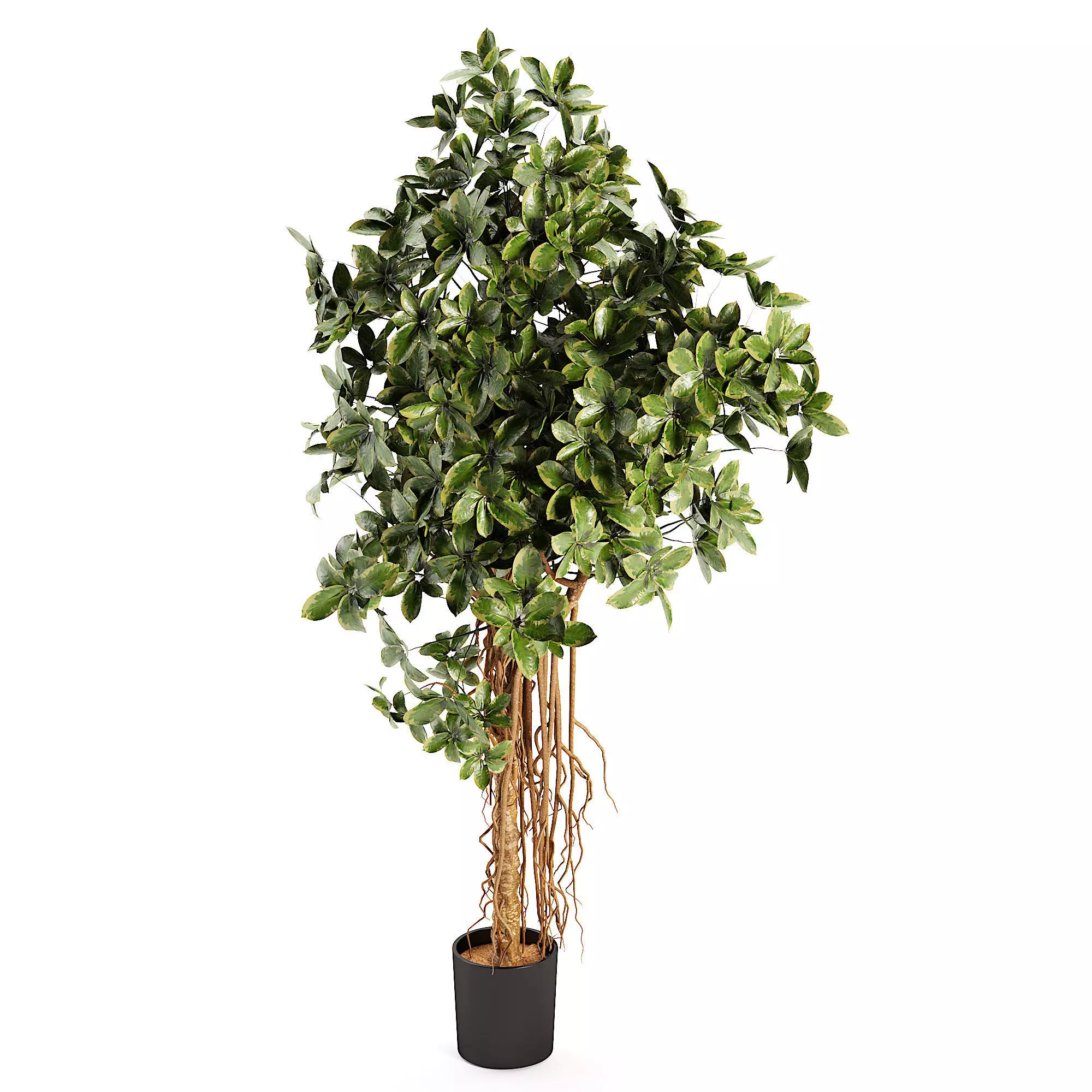 SCHEFFLERA ACTINOPHYLLA Artificial Tree Plant Low-poly 3D model_0
