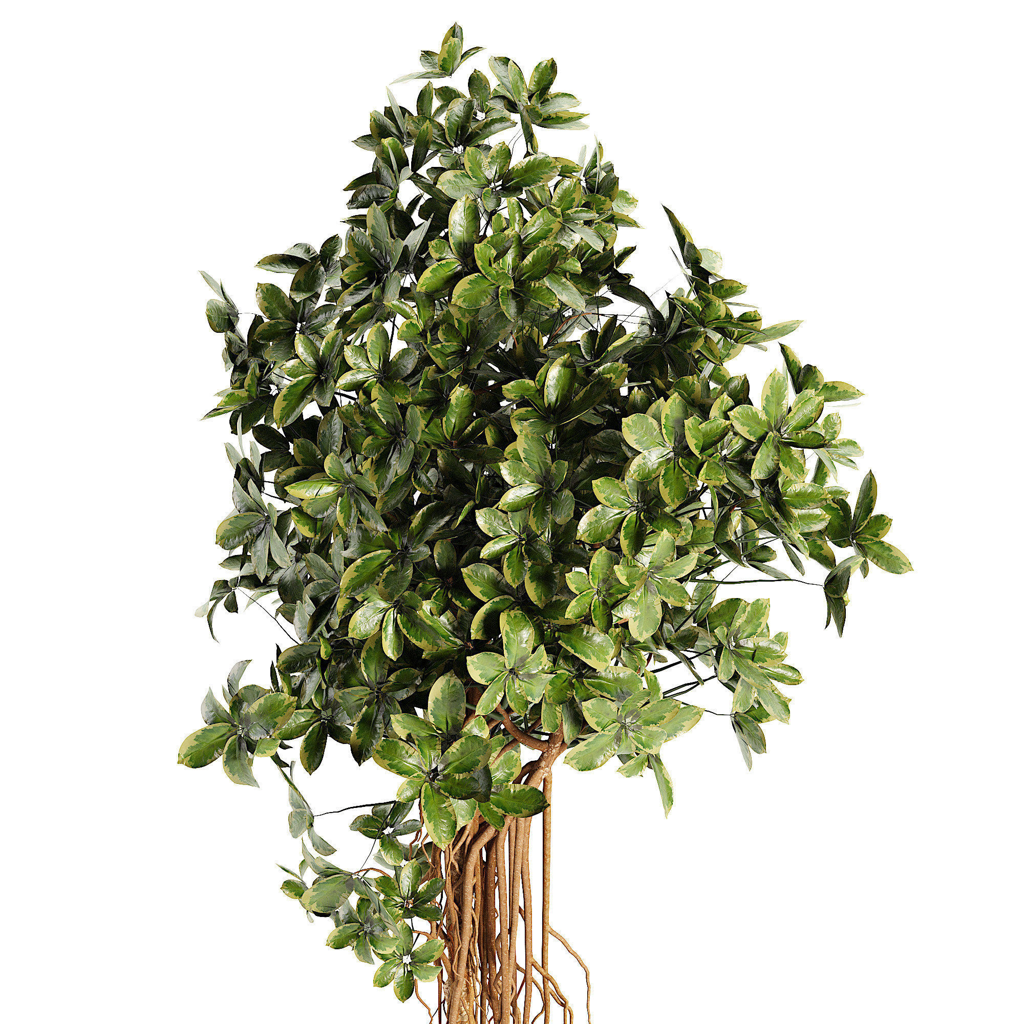 SCHEFFLERA ACTINOPHYLLA Artificial Tree Plant Low-poly 3D model_2