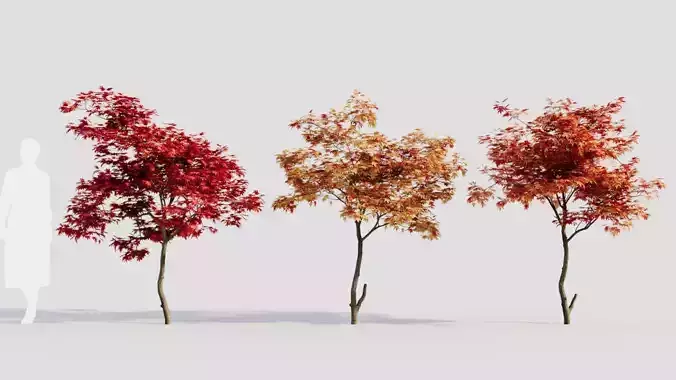 Acer palmatum a