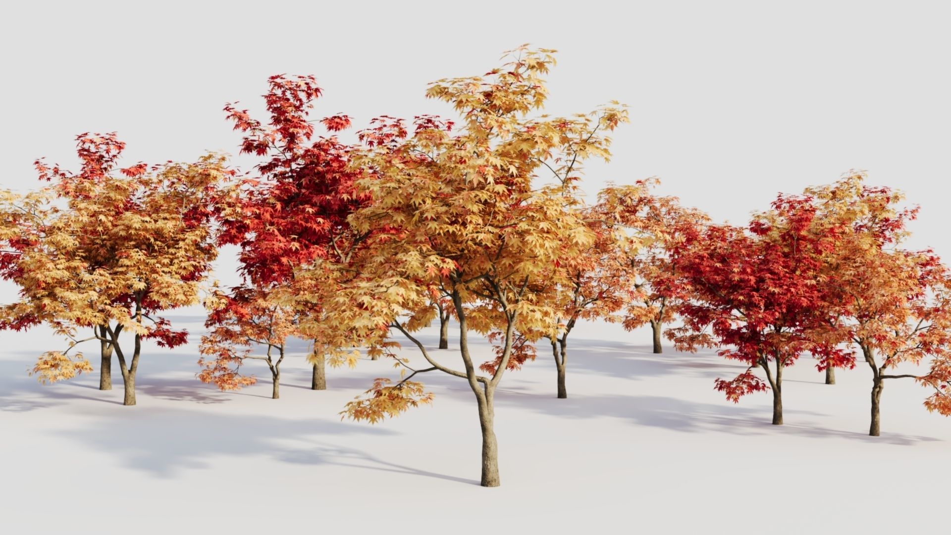 Acer palmatum b 3D model_2