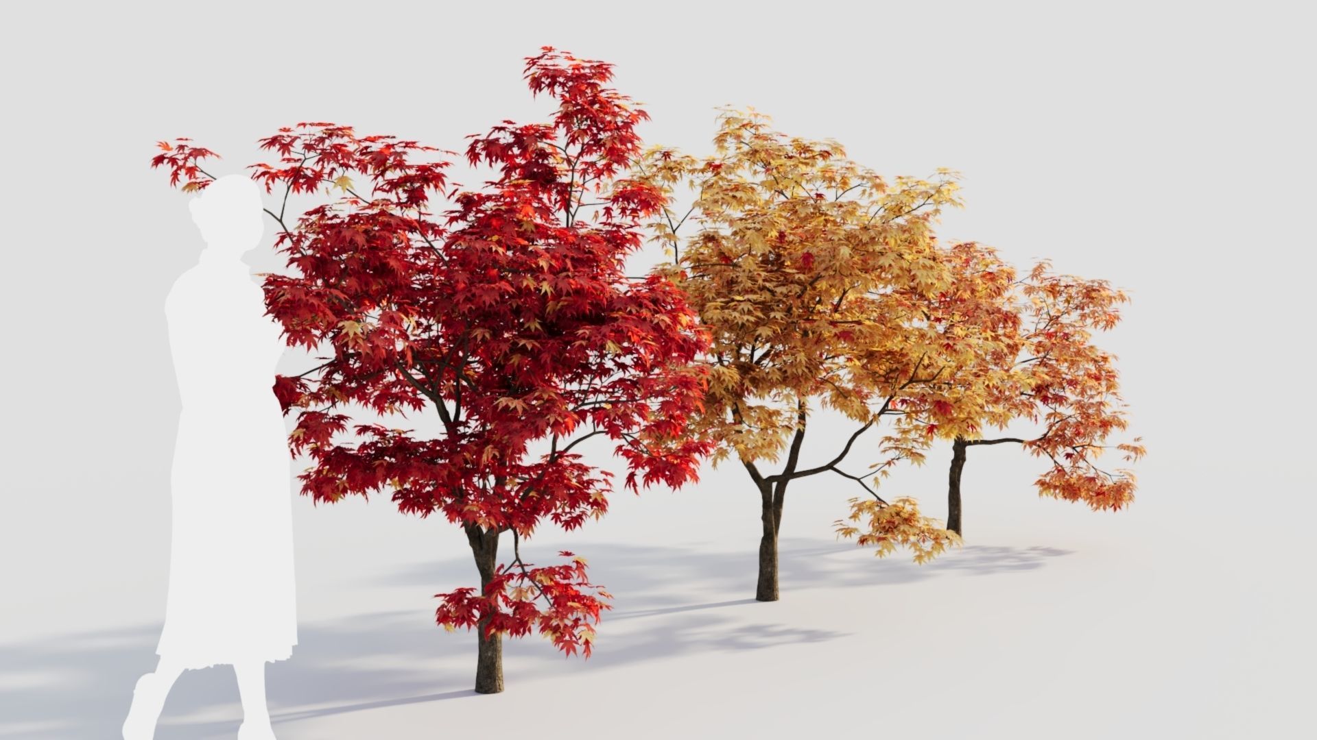 Acer palmatum b 3D model_6