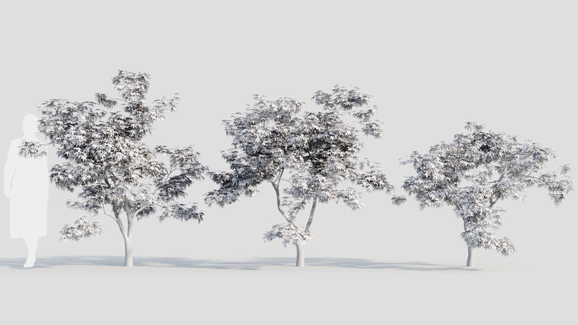 Acer palmatum b 3D model_3