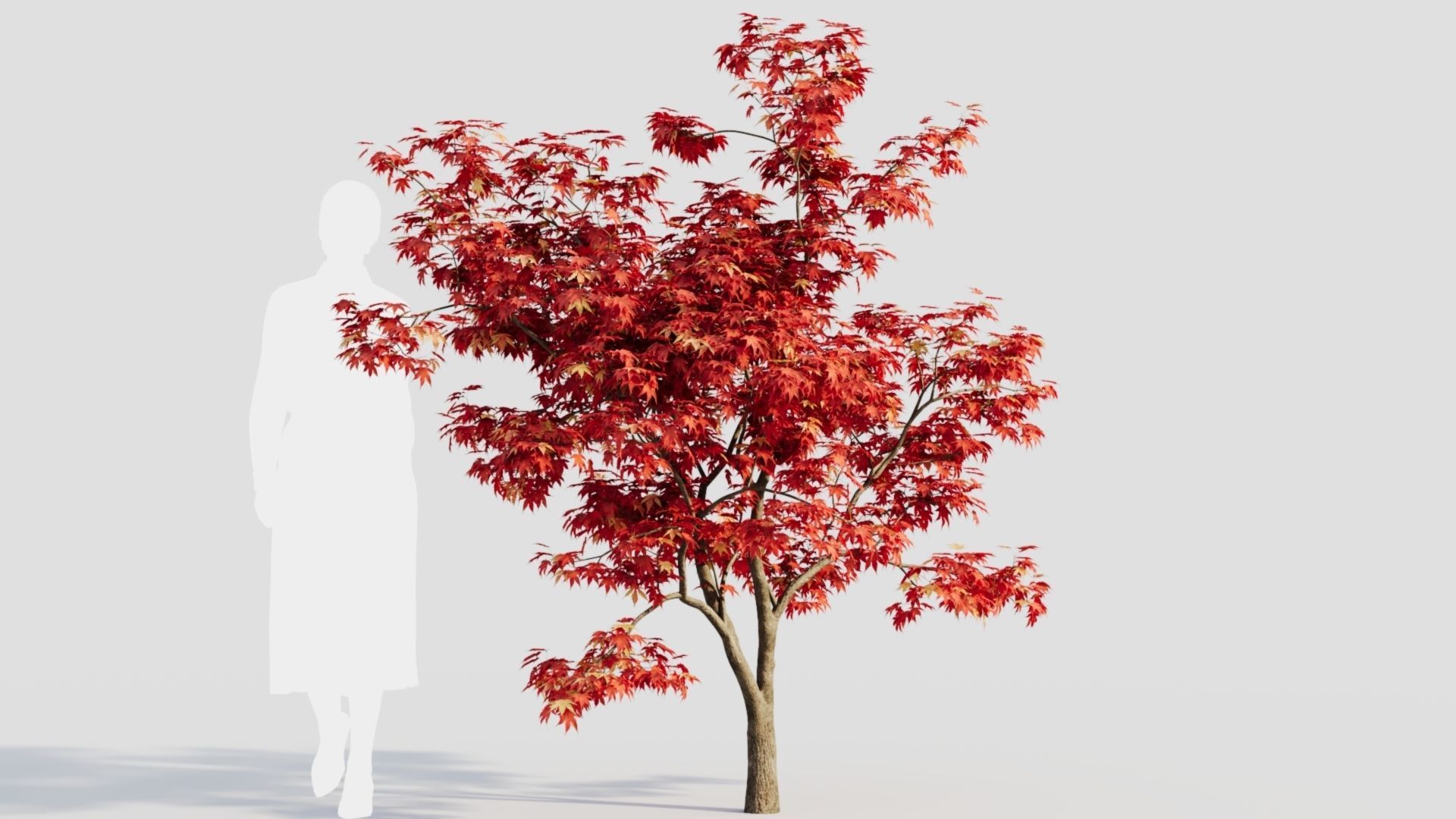 Acer palmatum b 3D model_8