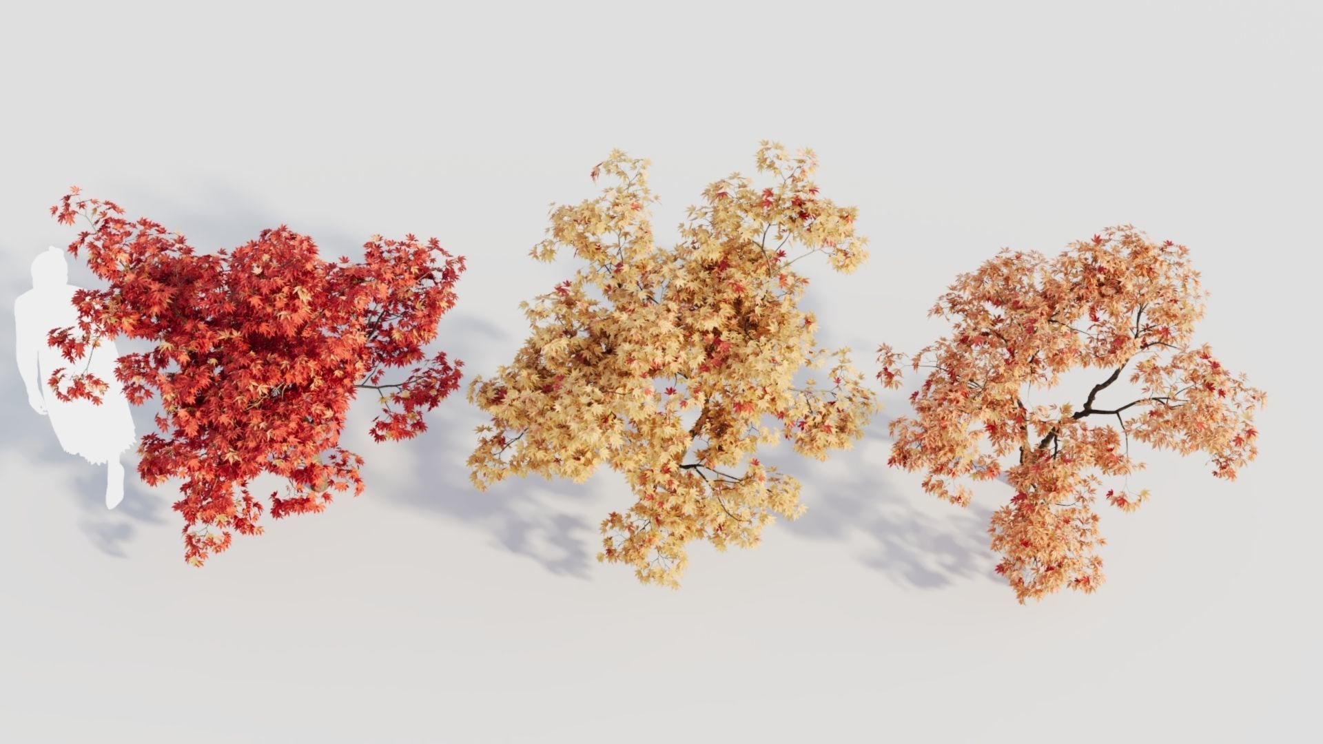 Acer palmatum b 3D model_5