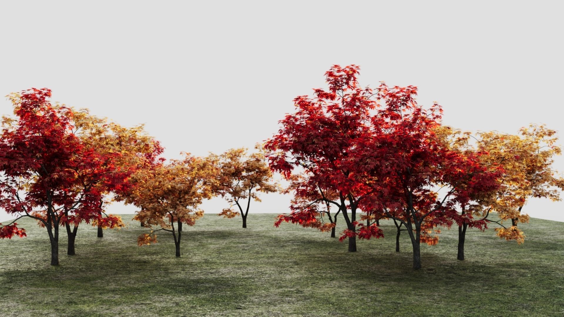 Acer palmatum b 3D model_1