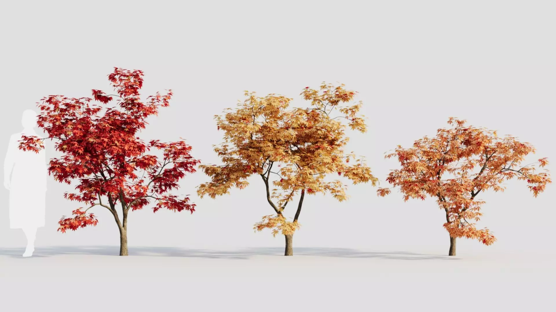 Acer palmatum b 3D model_0
