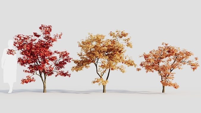 Acer palmatum b 3D model