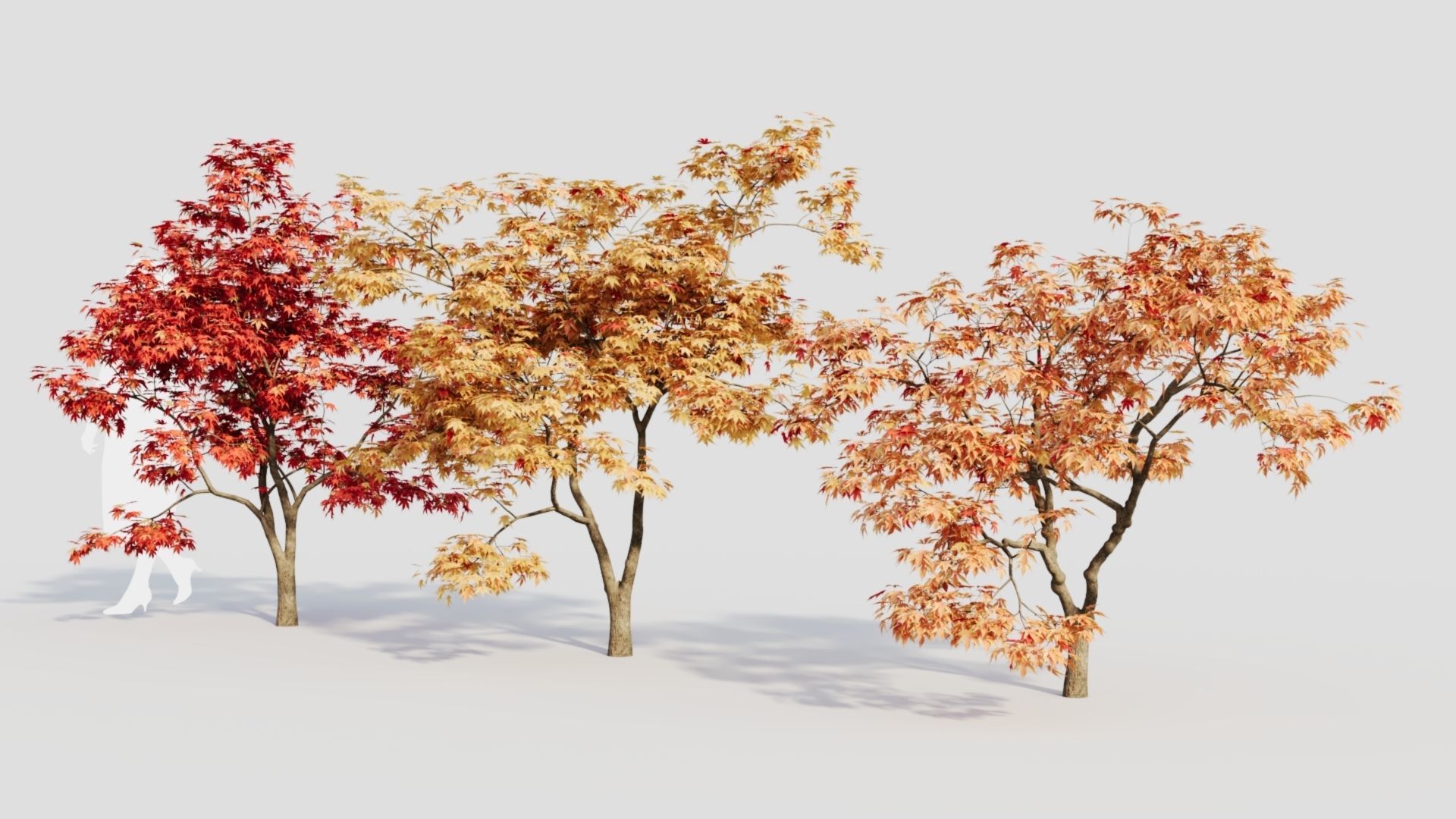 Acer palmatum b 3D model_4