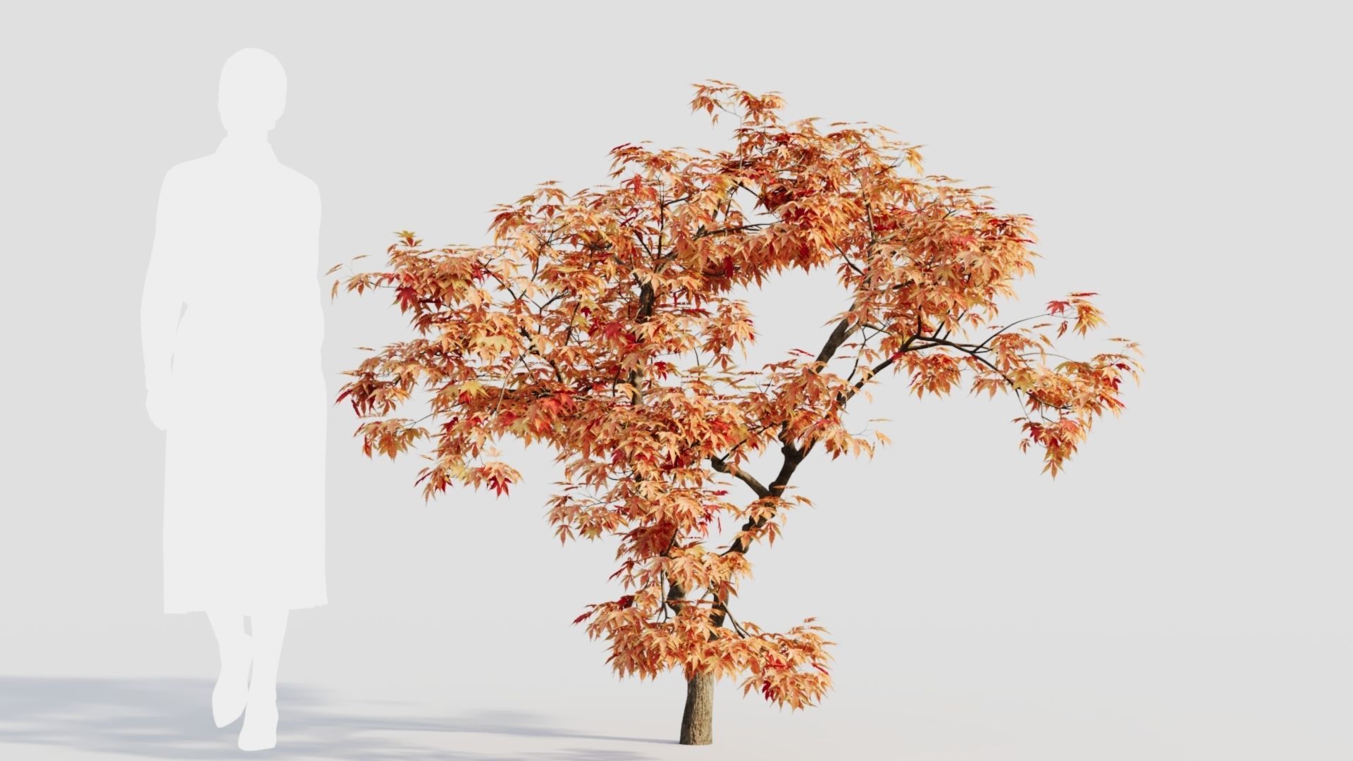 Acer palmatum b 3D model_10