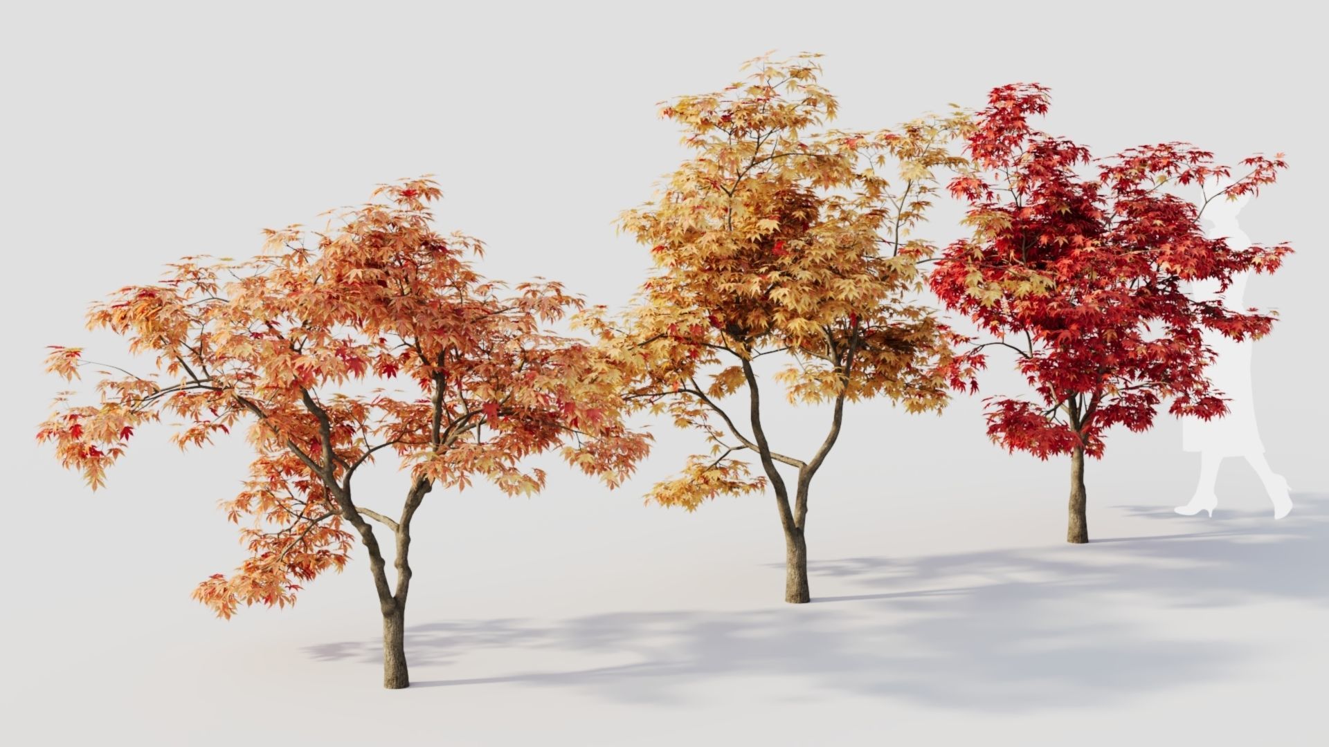Acer palmatum b 3D model_7