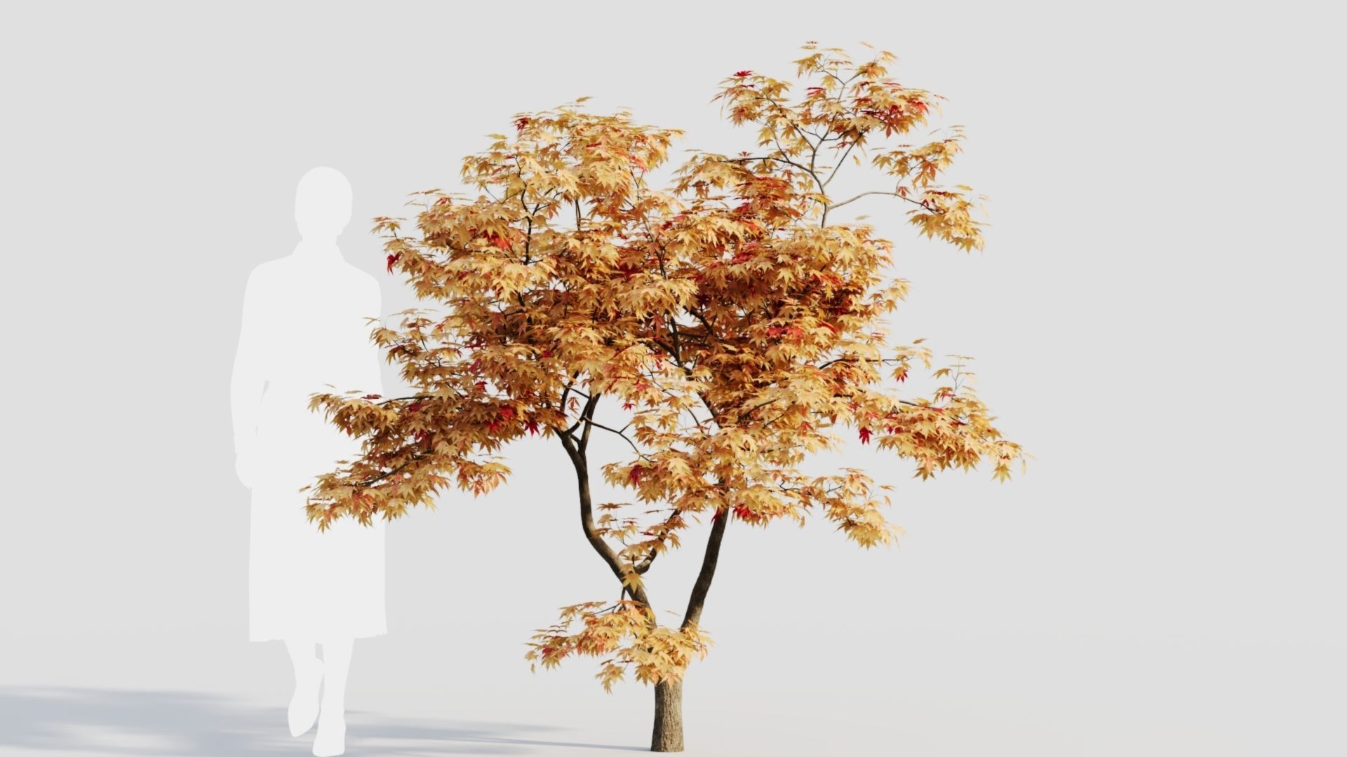 Acer palmatum b 3D model_9
