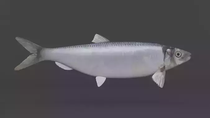 Fish Herring 3D model